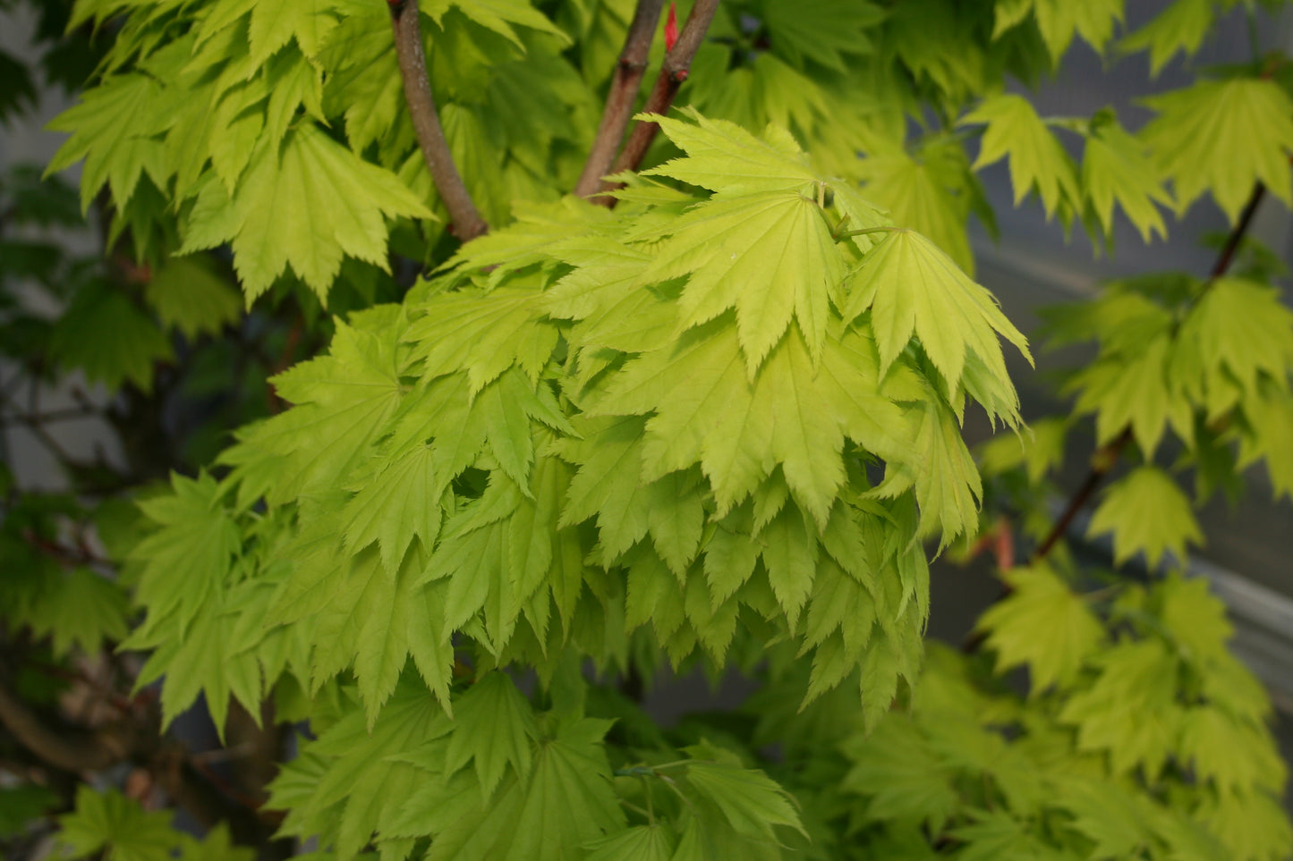 Japanischer Goldahorn 'Aureum' - Acer shirasawanum 'Aureum'