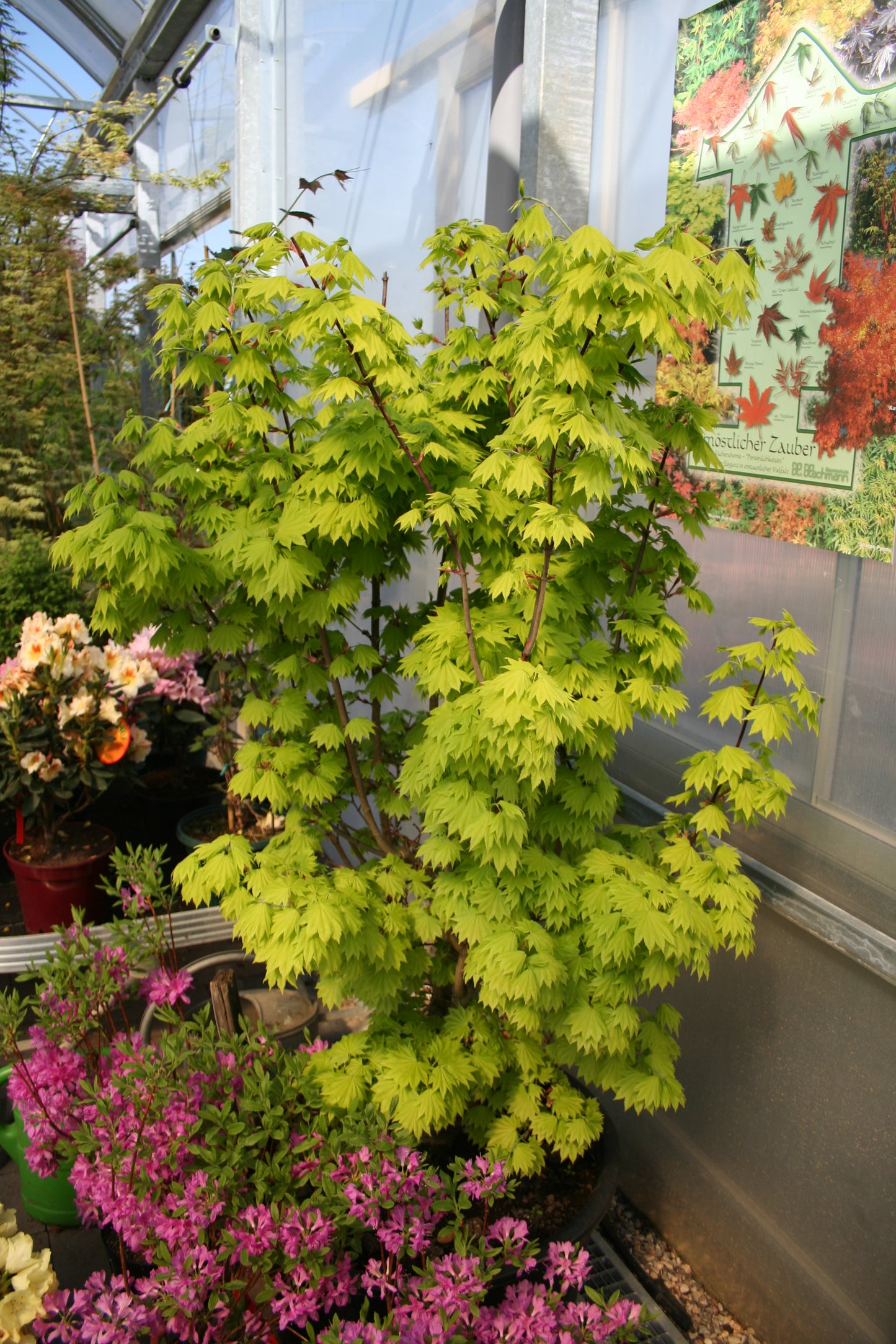 Japanischer Goldahorn 'Aureum' - Acer shirasawanum 'Aureum'