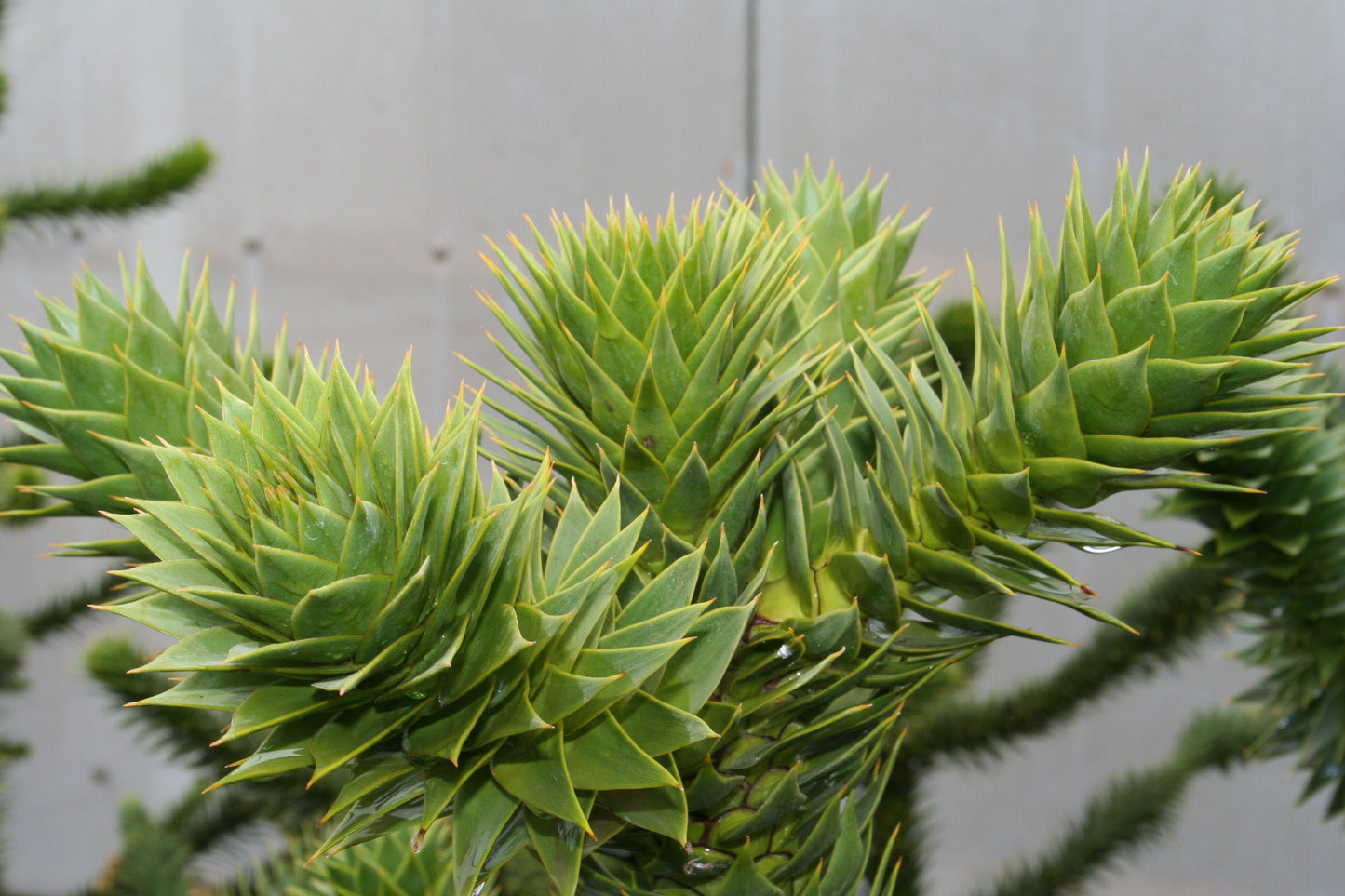 Araucaria araucana - Araucaria araucana