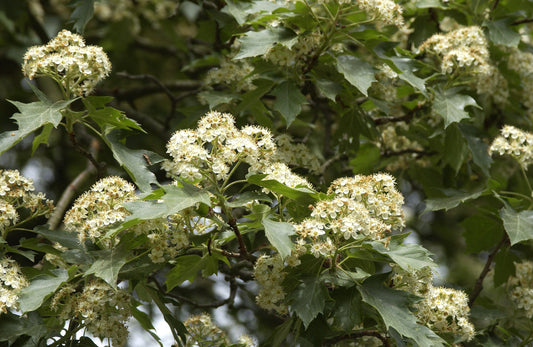 Elsbeere - Sorbus torminalis