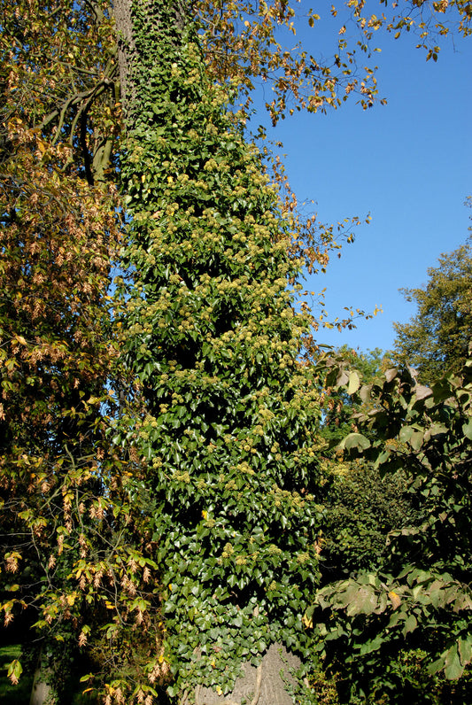 Gemeiner Efeu - Hedera helix