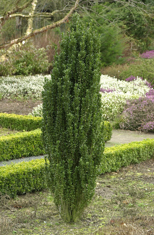 Säulen-Berg-Ilex - Ilex crenata 'Fastigiata'