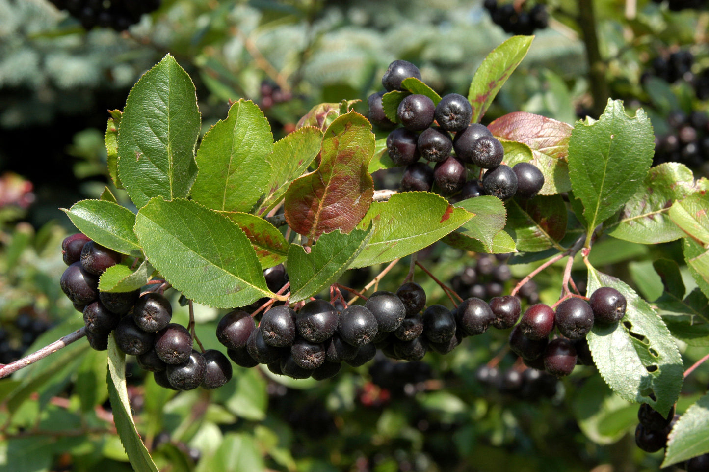 Apfelbeere 'Nero' - Aronia prunifolia 'Nero'