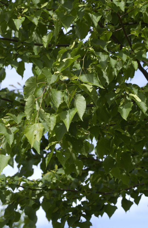 Amerikan.Stadtlinde - Tilia cordata 'Greenspire'