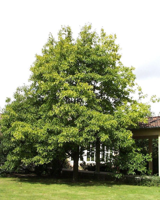 Amerikanischer Roteiche Baum / Hausbaum - Quercus rubra