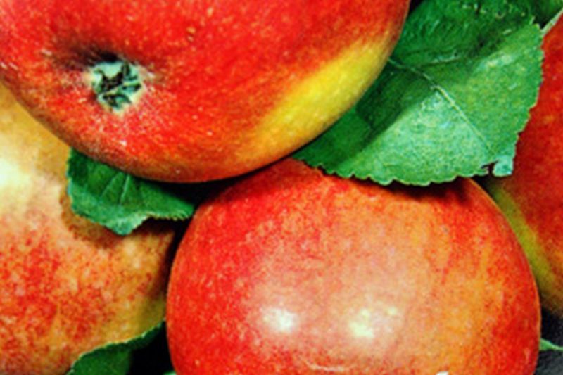 Apfel 'Geheimrat Dr.Oldenburg' mittel - Malus 'Geheimrat Dr. Oldenburg' CAC