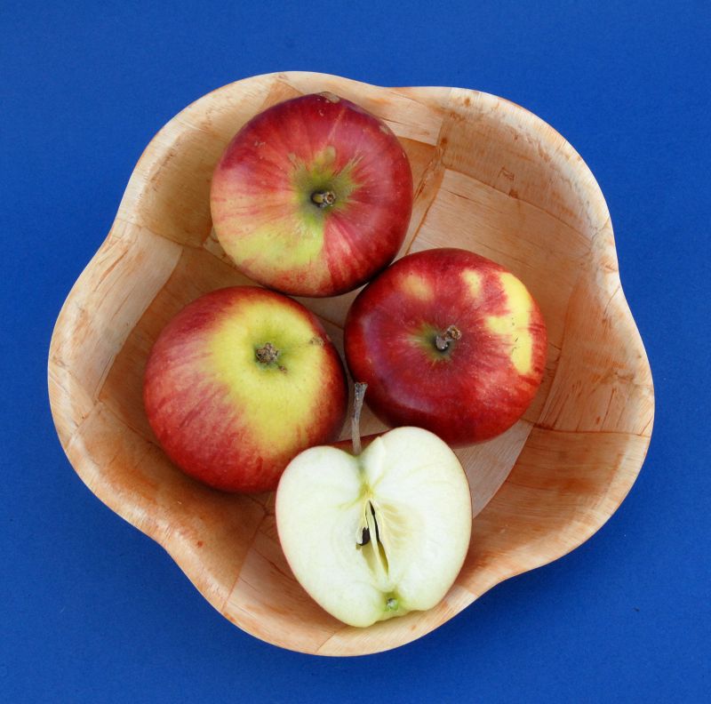 Apfel 'Retina' -S- mittel - Malus 'Retina' -S- CAC