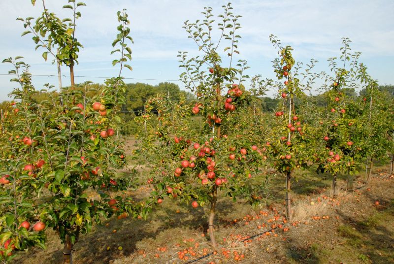 Apfel 'Roter Berlepsch' mittel - Malus 'Roter Berlepsch' CAC