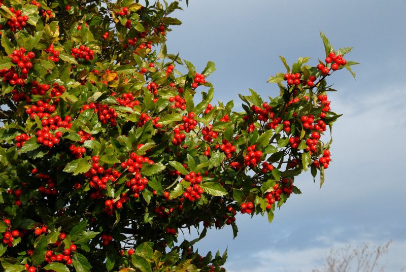 Apfeldorn - Crataegus lavallei 'Carrierei'
