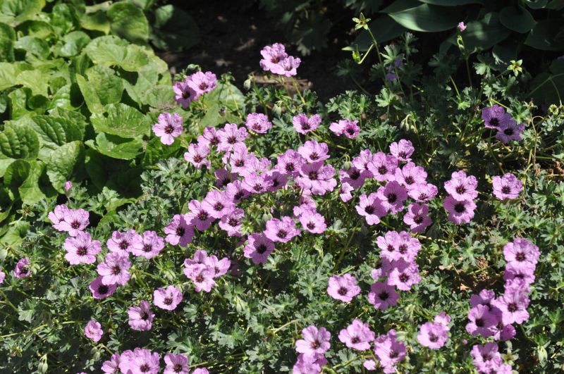 Aschgrauer Garten-Storchschnabel - Geranium cinereum 'Ballerina'