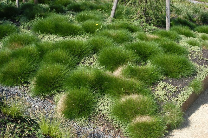 Bärenfell-Schwingel - Festuca gautieri