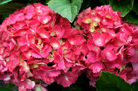 Bauernhortensie 'Hamburg' - Hydrangea macrophylla 'Hamburg'