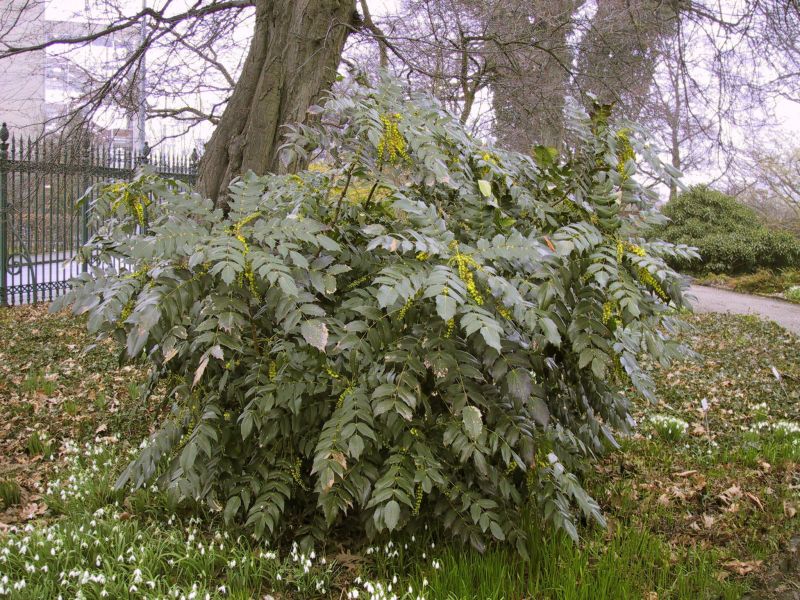 Beales Mahonie - Mahonia bealei