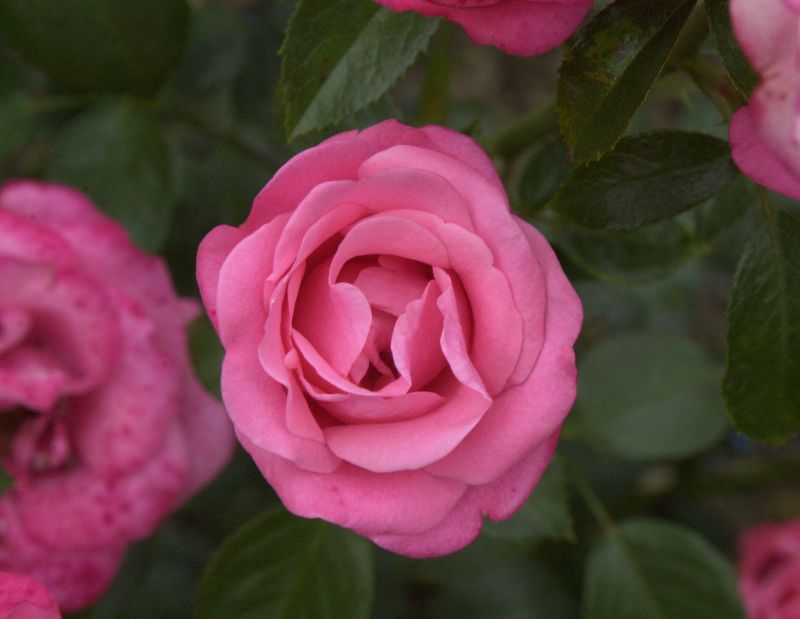 Beetrose 'Bella Rosa' ® - Rosa 'Bella Rosa' ® BT