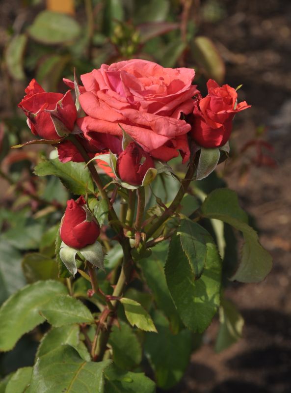 Beetrose 'Duftwolke' ® - Rosa 'Duftwolke' ® BT