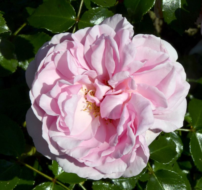 Beetrose 'Home & Garden' ® - Rosa 'Home & Garden' ® BT