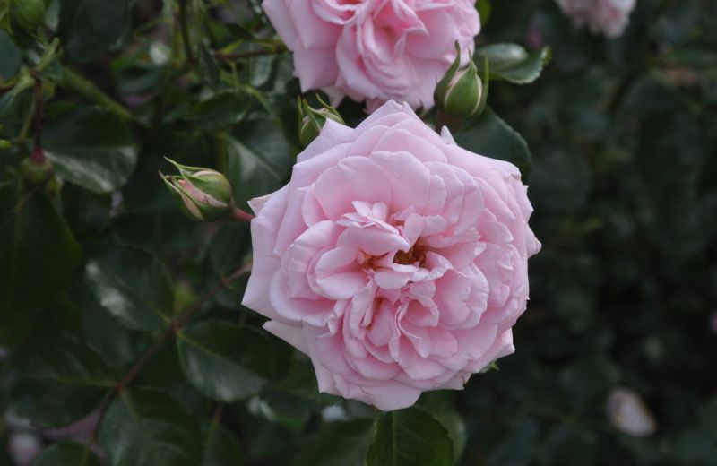 Beetrose 'Home & Garden' ® - Rosa 'Home & Garden' ® BT