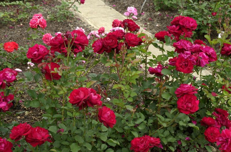 Beetrose 'Lilli Marleen' ® - Rosa 'Lilli Marleen' ® BT