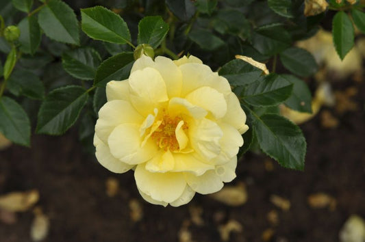 Beetrose 'Loredo' ® ADR-Rose - Rosa 'Loredo' ® BT