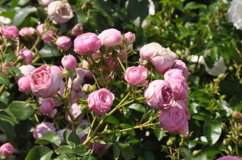 Beetrose 'Pomponella' ® ADR-Rose - Rosa 'Pomponella' ® BT