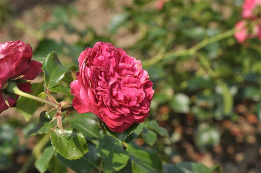 Beetrose 'Red Leon. da Vinci' ® ADR-Rose - Rosa 'Red Leonardo da Vinci' ® BT