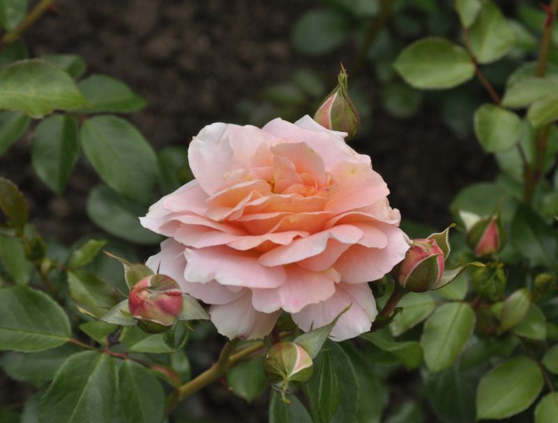 Beetrose 'Sangerhäuser Jubiläumsrose' ® - Rosa 'Sangerhäuser Jubiläumsrose' ® BT