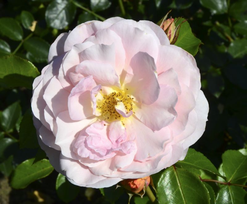 Beetrose 'Sangerhäuser Jubiläumsrose' ® - Rosa 'Sangerhäuser Jubiläumsrose' ® BT