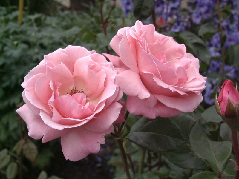 Beetrose 'The Queen Elizabeth Rose' ® - Rosa 'The Queen Elizabeth Rose' ® BT
