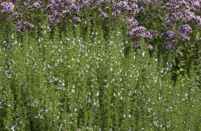 Berg-Bohnenkraut - Satureja montana ssp.montana