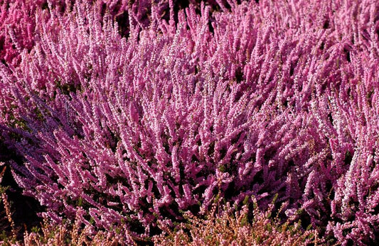 Besenheide 'Annemarie' - Calluna vulgaris 'Annemarie'