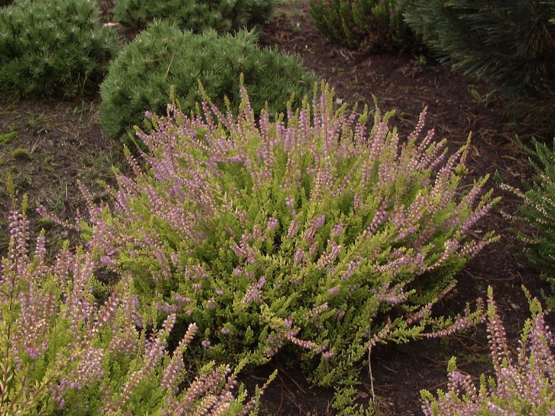 Besenheide 'Boskoop' - Calluna vulgaris 'Boskoop'