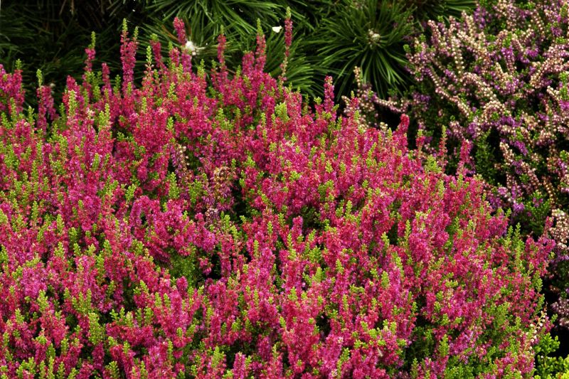 Besenheide 'Dark Beauty' -S- - Calluna vulgaris 'Dark Beauty' -S-