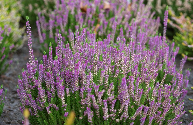 Besenheide 'Darkness' - Calluna vulgaris 'Darkness'