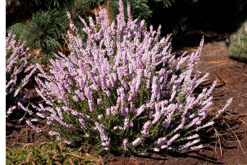 Besenheide 'H.E.Beale' - Calluna vulgaris 'H.E.Beale'