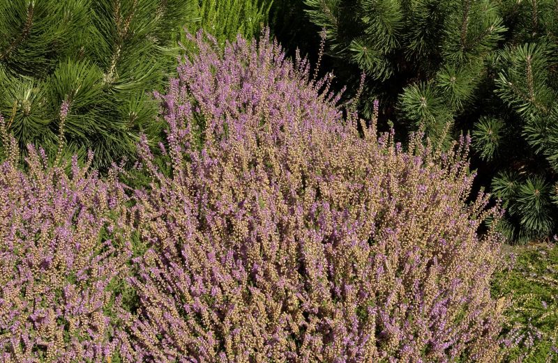Besenheide 'Heidesinfonie' - Calluna vulgaris 'Heidesinfonie'