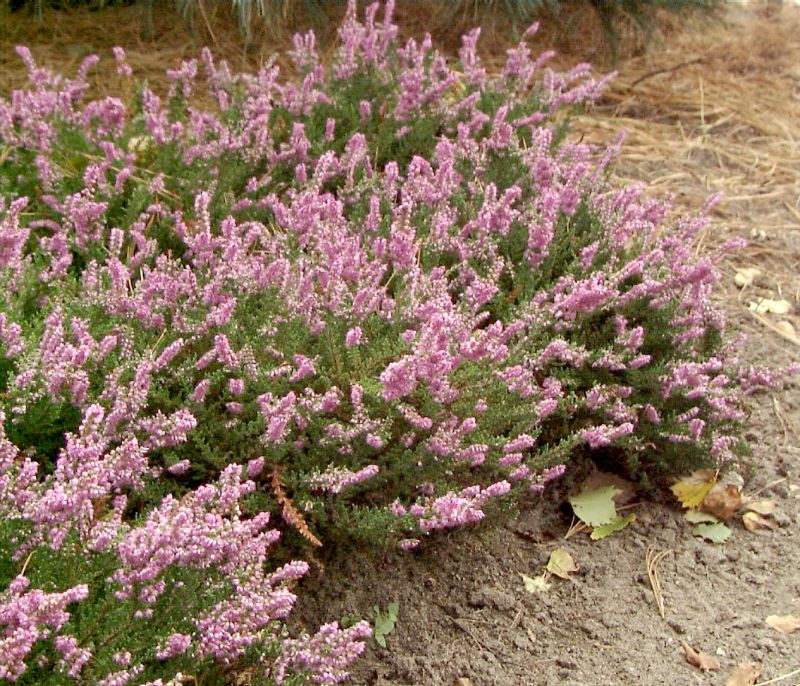 Besenheide 'Mullion' - Calluna vulgaris 'Mullion'