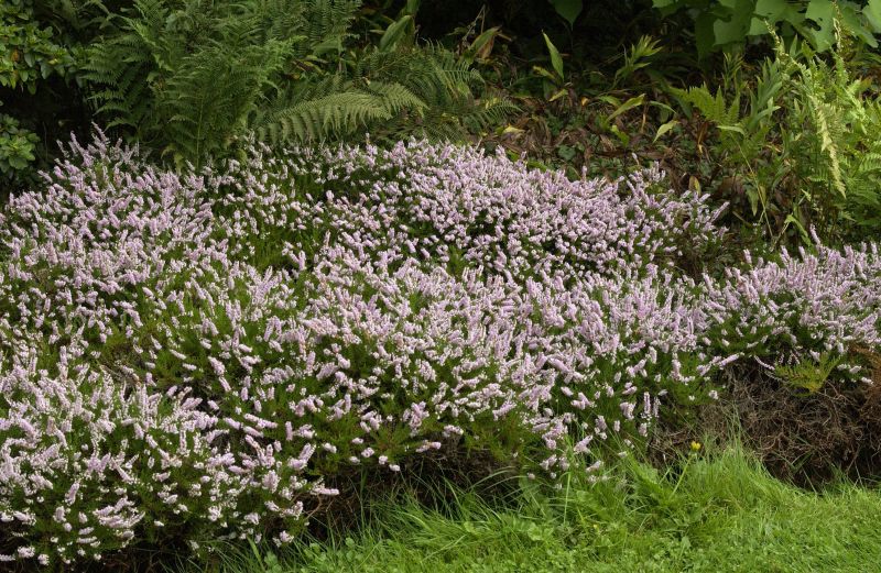 Besenheide 'Radnor' - Calluna vulgaris 'Radnor'