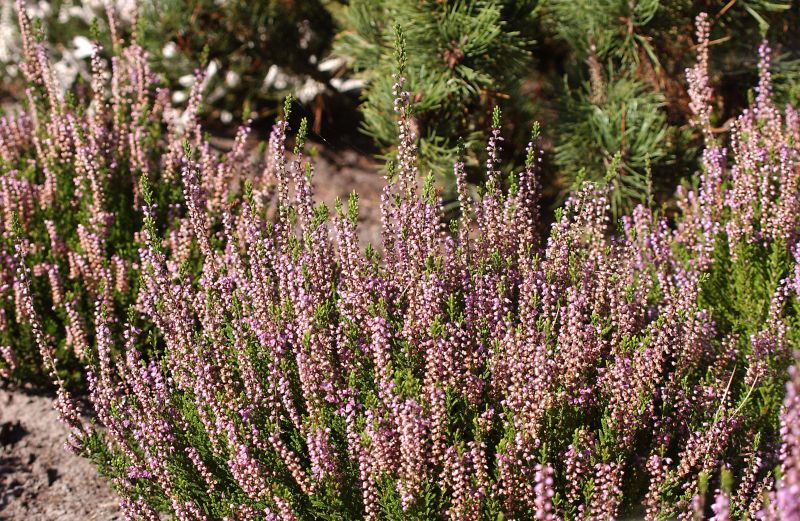 Besenheide 'Spring Torch' - Calluna vulgaris 'Spring Torch'
