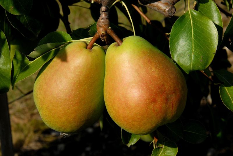 Birne 'Alexander Lucas' spät - Pyrus communis 'Alexander Lucas' CAC
