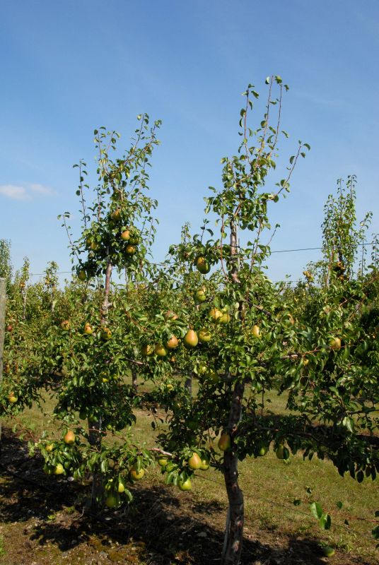Birne 'Alexander Lucas' spät - Pyrus communis 'Alexander Lucas' CAC