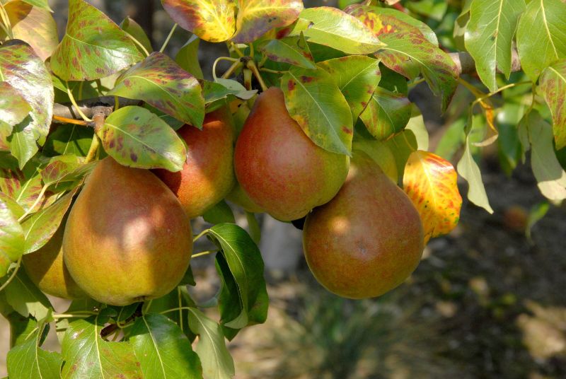 Birne 'Clapps Liebling' früh - Pyrus communis 'Clapps Liebling' CAC