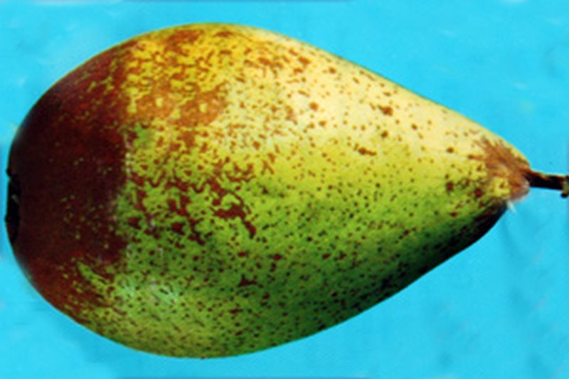 Birne 'Gräfin von Paris' spät - Pyrus communis 'Gräfin von Paris' CAC