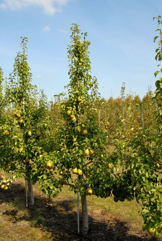 Birne 'Nojabrskaja' ® - Pyrus com.'Nojabrskaja' ® zert.vf