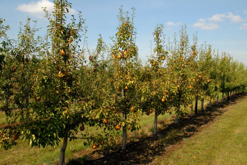 Birne 'Tongern' mittel - Pyrus com.'Tongern' CAC