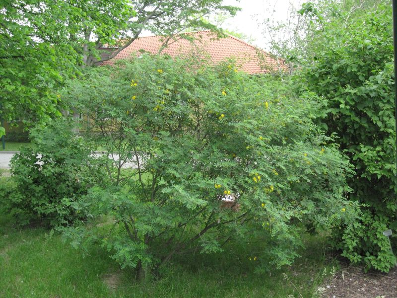 Blasenstrauch arborescens - Colutea arborescens