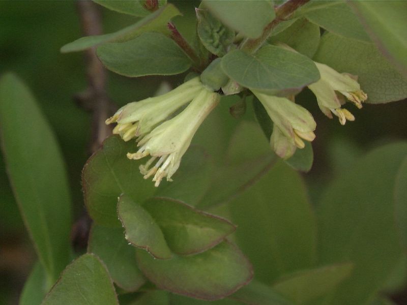 Blaue Heckenkirsche - Lonicera caerulea