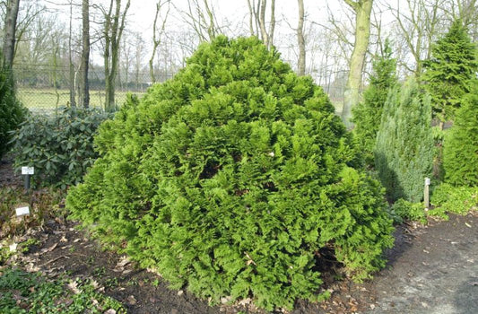 Blaue Kissenzypresse - Chamaecyparis lawsoniana 'Minima Glauca'