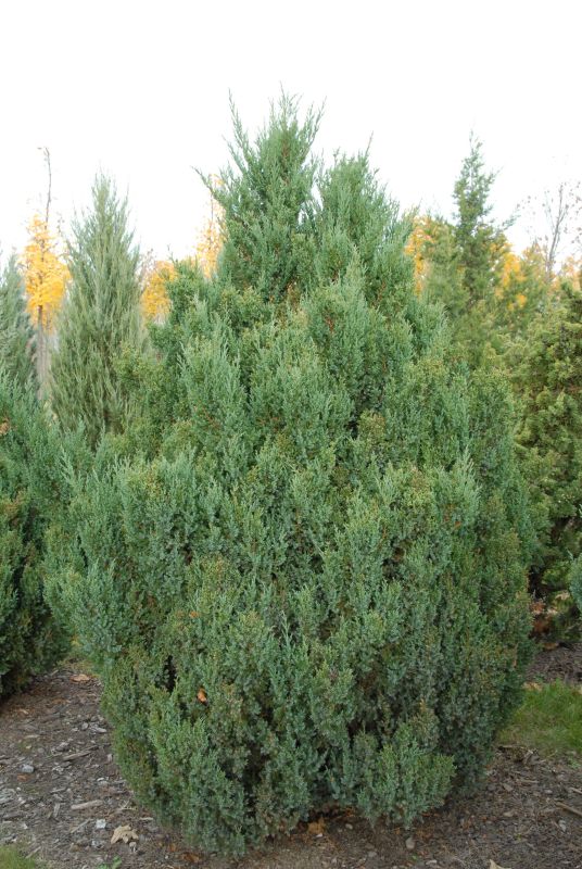 Blauer Kegel-Mooswacholder - Juniperus chin.'Stricta'