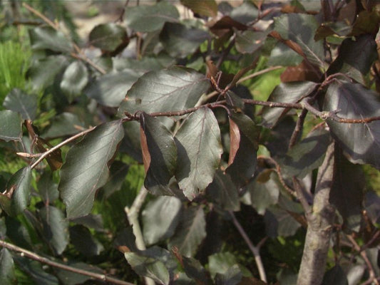 Blutbuche 'Swat Magret' - Fagus sylvatica 'Swat Magret'