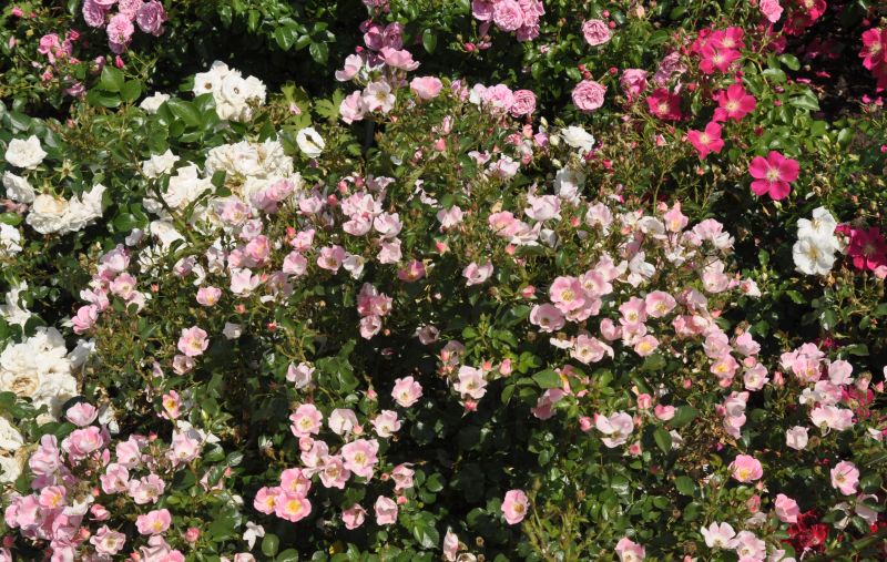Bodendeckende Rose 'Bingo Meidiland' ®ADR-Rose - Rosa 'Bingo Meidiland' ® BDR